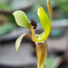 Chiloglottis trapeziformis at Acton, ACT - 3 Sep 2021