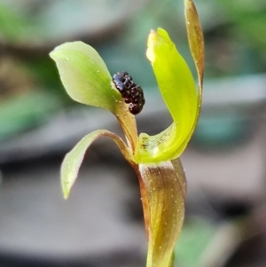 Chiloglottis trapeziformis at Acton, ACT - 3 Sep 2021