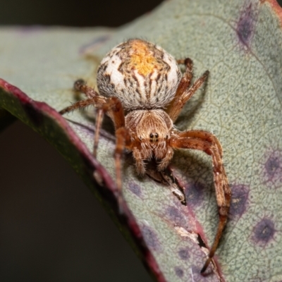 Araneinae (subfamily) (Orb weaver) at Mulligans Flat - 3 Sep 2021 by Roger