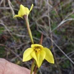 Diuris chryseopsis (Golden Moth) at Kambah, ACT - 3 Sep 2021 by JohnBundock