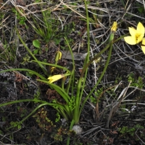 Diuris chryseopsis at Kambah, ACT - suppressed