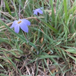 Ipheion uniflorum at Isabella Plains, ACT - 3 Sep 2021