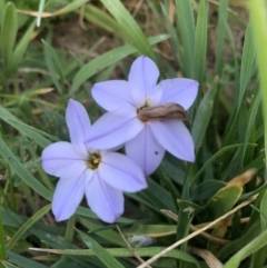 Ipheion uniflorum at Isabella Plains, ACT - 3 Sep 2021