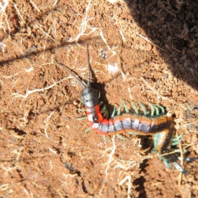 Scolopendra laeta (Giant Centipede) at Holt, ACT - 3 Sep 2021 by Christine