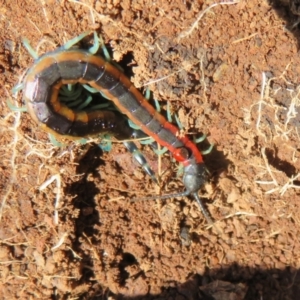 Scolopendra laeta at Holt, ACT - 3 Sep 2021 11:33 AM