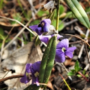 Hovea heterophylla at Kambah, ACT - 3 Sep 2021