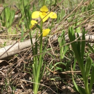 Diuris chryseopsis at Hall, ACT - 3 Sep 2021