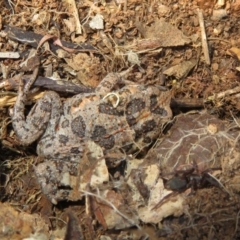 Uperoleia laevigata (Smooth Toadlet) at Holt, ACT - 3 Sep 2021 by Christine