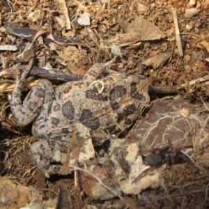 Uperoleia laevigata at Holt, ACT - 3 Sep 2021 11:25 AM