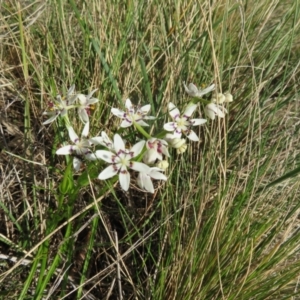 Wurmbea dioica subsp. dioica at Holt, ACT - 3 Sep 2021 11:20 AM