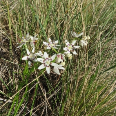 Wurmbea dioica subsp. dioica (Early Nancy) at Holt, ACT - 3 Sep 2021 by Christine