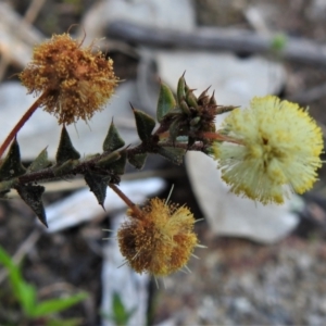 Acacia gunnii at Kambah, ACT - 3 Sep 2021