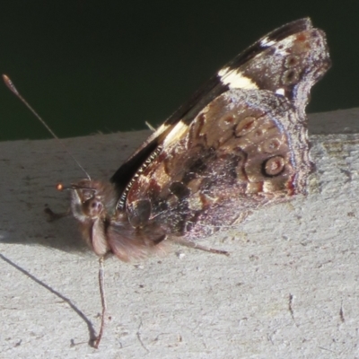 Vanessa itea (Yellow Admiral) at Holt, ACT - 3 Sep 2021 by Christine