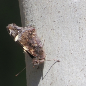 Vanessa itea at Holt, ACT - 3 Sep 2021