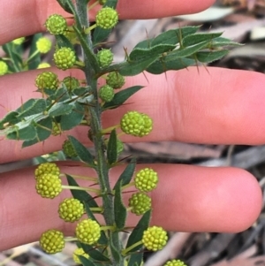 Acacia paradoxa at Downer, ACT - 30 Aug 2021 03:20 PM