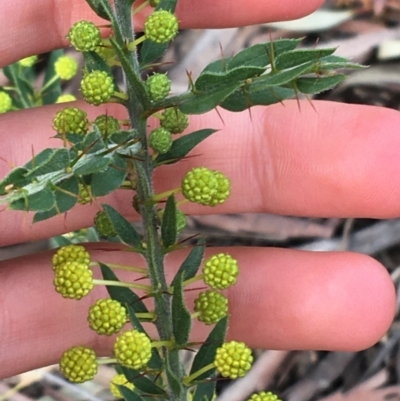 Acacia paradoxa (Kangaroo Thorn) at Downer, ACT - 30 Aug 2021 by Ned_Johnston