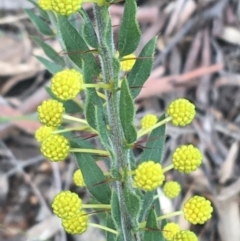 Acacia paradoxa at Downer, ACT - 30 Aug 2021 03:20 PM