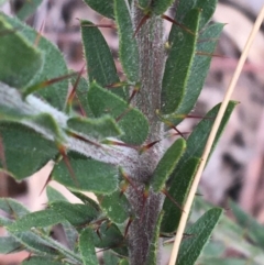 Acacia paradoxa at Downer, ACT - 30 Aug 2021 03:20 PM