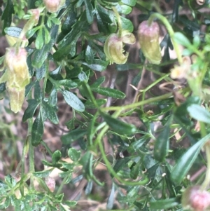 Clematis leptophylla at Hackett, ACT - 31 Aug 2021