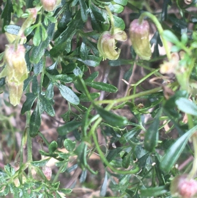 Clematis leptophylla (Small-leaf Clematis, Old Man's Beard) at Hackett, ACT - 31 Aug 2021 by NedJohnston