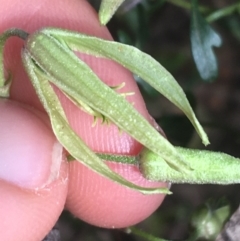 Clematis leptophylla at Hackett, ACT - 31 Aug 2021