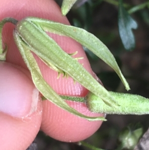 Clematis leptophylla at Hackett, ACT - 31 Aug 2021