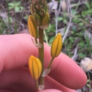 Bulbine sp. at Downer, ACT - 31 Aug 2021