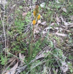 Bulbine sp. at Downer, ACT - 31 Aug 2021 02:33 PM