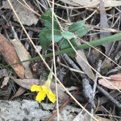 Goodenia hederacea (Ivy Goodenia) at Hackett, ACT - 31 Aug 2021 by NedJohnston