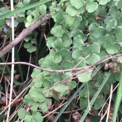 Adiantum aethiopicum (Common Maidenhair Fern) at Downer, ACT - 31 Aug 2021 by NedJohnston