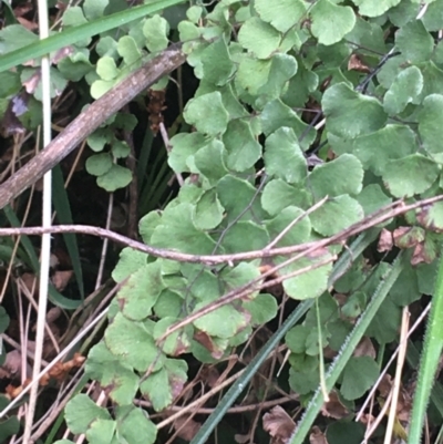 Adiantum aethiopicum (Common Maidenhair Fern) at Downer, ACT - 31 Aug 2021 by NedJohnston