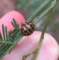 Harmonia conformis (Common Spotted Ladybird) at Hackett, ACT - 31 Aug 2021 by NedJohnston