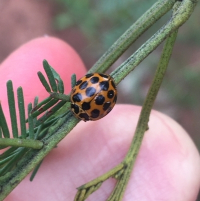 Harmonia conformis (Common Spotted Ladybird) at Hackett, ACT - 31 Aug 2021 by Ned_Johnston