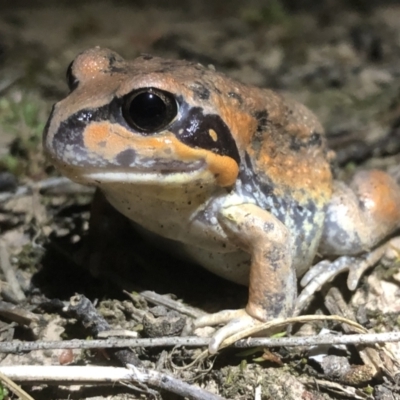 Limnodynastes interioris (Giant Banjo Frog) at Thurgoona, NSW - 2 Sep 2021 by DamianMichael