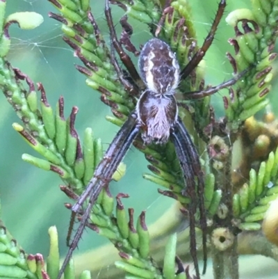 Backobourkia sp. (genus) (An orb weaver) at Mount Majura - 31 Aug 2021 by Ned_Johnston