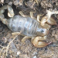 Urodacus manicatus (Black Rock Scorpion) at Dryandra St Woodland - 1 Sep 2021 by NedJohnston