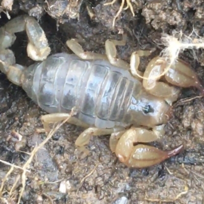 Urodacus manicatus (Black Rock Scorpion) at Dryandra St Woodland - 1 Sep 2021 by NedJohnston