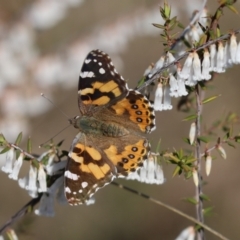 Vanessa kershawi (Australian Painted Lady) at Mount Painter - 2 Sep 2021 by Tammy