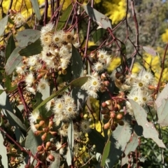 Eucalyptus melliodora (Yellow Box) at Evatt, ACT - 3 Sep 2021 by KMcCue