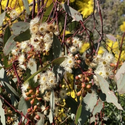Eucalyptus melliodora (Yellow Box) at Evatt, ACT - 3 Sep 2021 by KMcCue