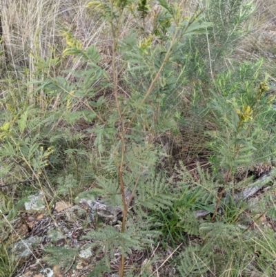 Acacia decurrens (Green Wattle) at Hackett, ACT - 3 Sep 2021 by abread111