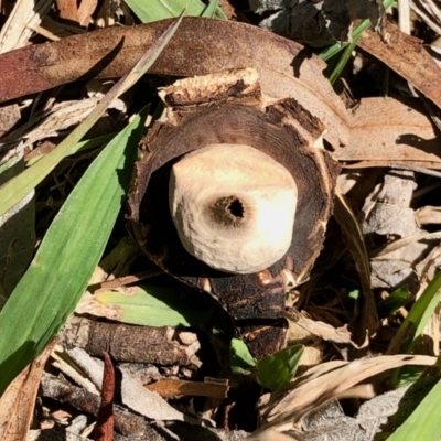 Geastrum sp. (genus) (An earthstar) at Florey, ACT - 3 Sep 2021 by KMcCue