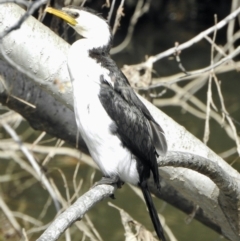 Microcarbo melanoleucos (Little Pied Cormorant) at Evatt, ACT - 3 Sep 2021 by KMcCue