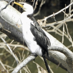 Microcarbo melanoleucos at Evatt, ACT - 3 Sep 2021