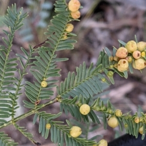 Austroacacidiplosis botrycephalae at Hackett, ACT - 3 Sep 2021