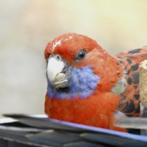 Platycercus elegans at Aranda, ACT - 3 Sep 2021