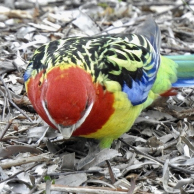 Platycercus eximius (Eastern Rosella) at Aranda, ACT - 3 Sep 2021 by KMcCue