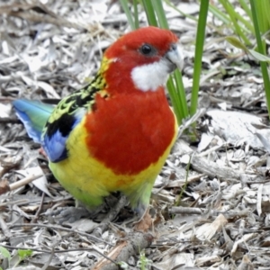 Platycercus eximius at Aranda, ACT - 3 Sep 2021