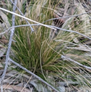 Nassella trichotoma at Hackett, ACT - 30 Aug 2021