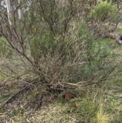 Nassella trichotoma at Hackett, ACT - 30 Aug 2021 03:54 PM